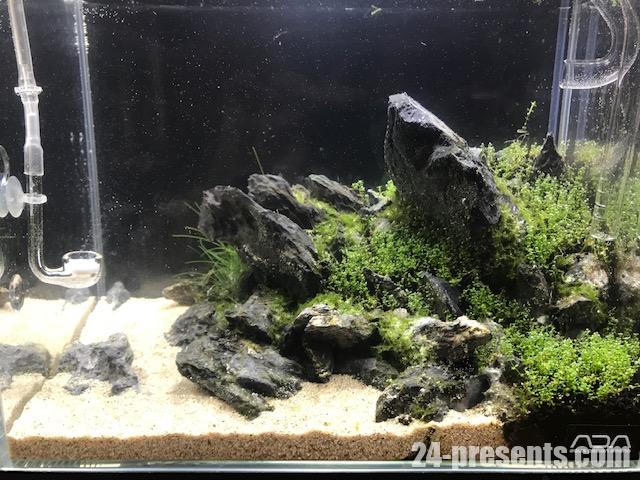 ミスト式栽培で龍王石 湖底湧水レイアウト 完成しました ミスト式栽培で龍王石 湖底湧水レイアウト 完成しました